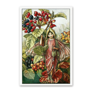Postcard Flower Fairies, Cicely Mary Barker