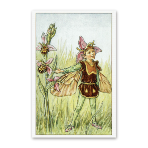 Postcard Flower Fairies, Cicely Mary Barker