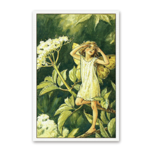 Postcard Flower Fairies, Cicely Mary Barker