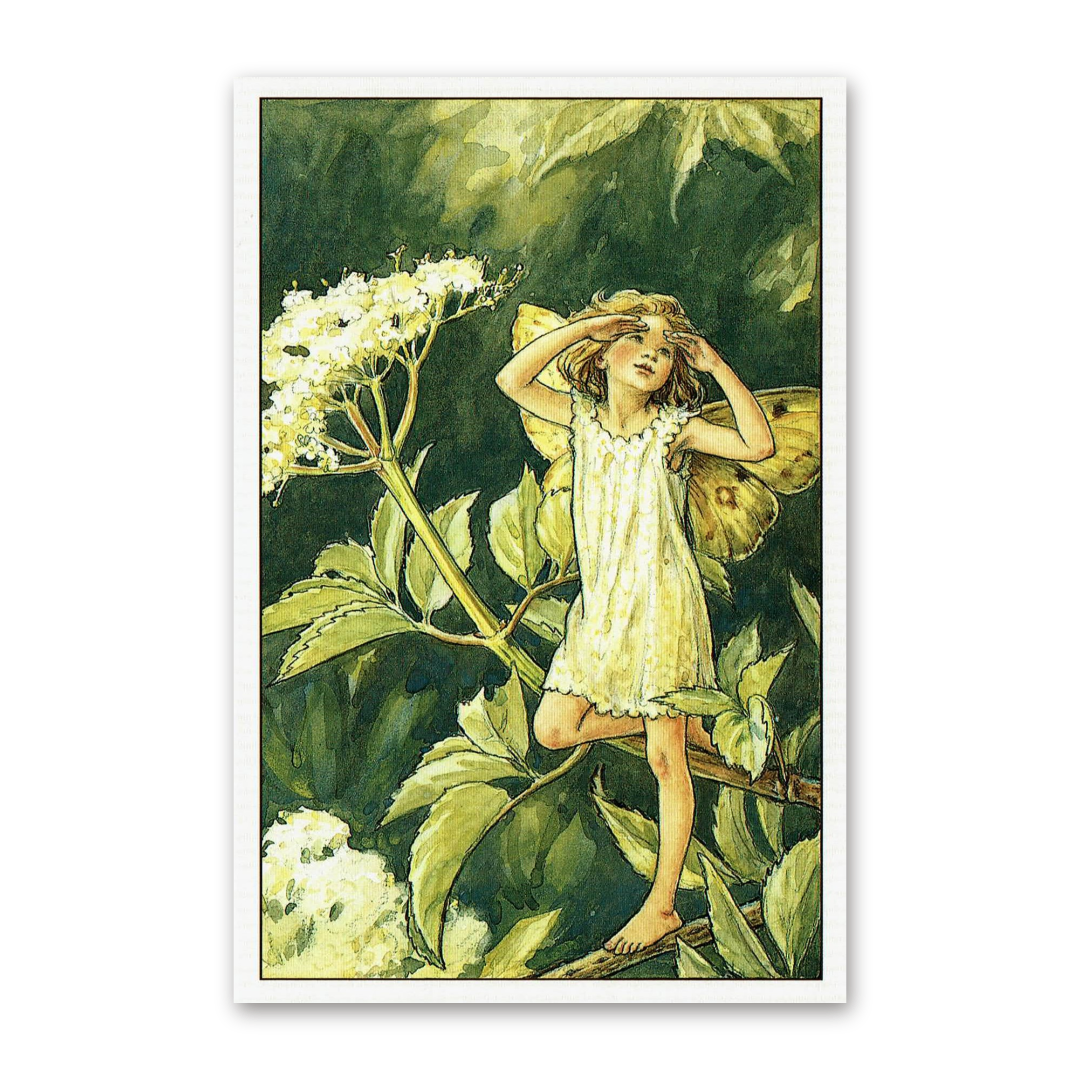 Postcard Flower Fairies, Cicely Mary Barker