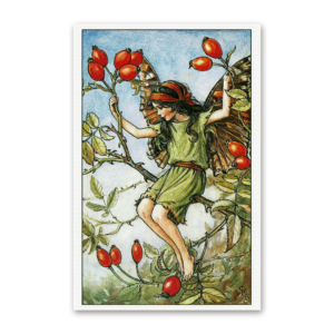 Postcard Flower Fairies, Cicely Mary Barker