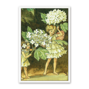 Postcard Flower Fairies, Cicely Mary Barker