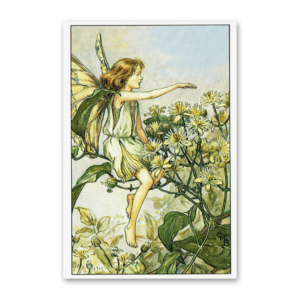 Postcard Flower Fairies, Cicely Mary Barker