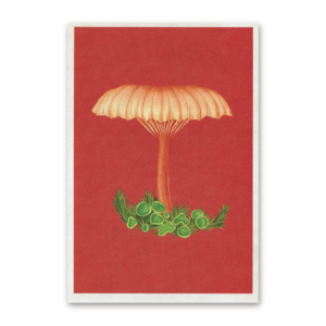 Postcard Fungarium, Katie Scott