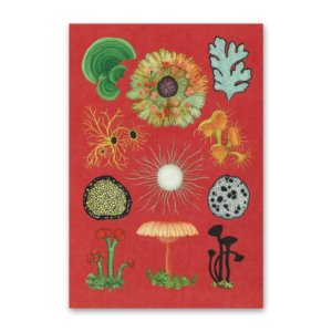 Postcard Fungarium, Katie Scott