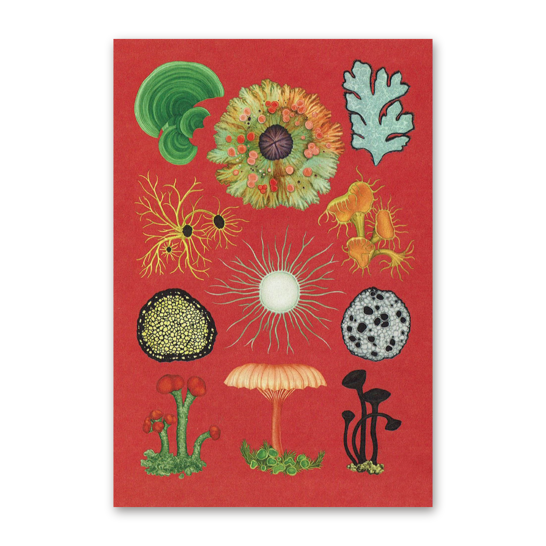 Postcard Fungarium, Katie Scott