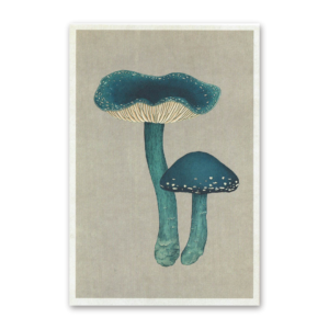 Postcard Fungarium, Katie Scott