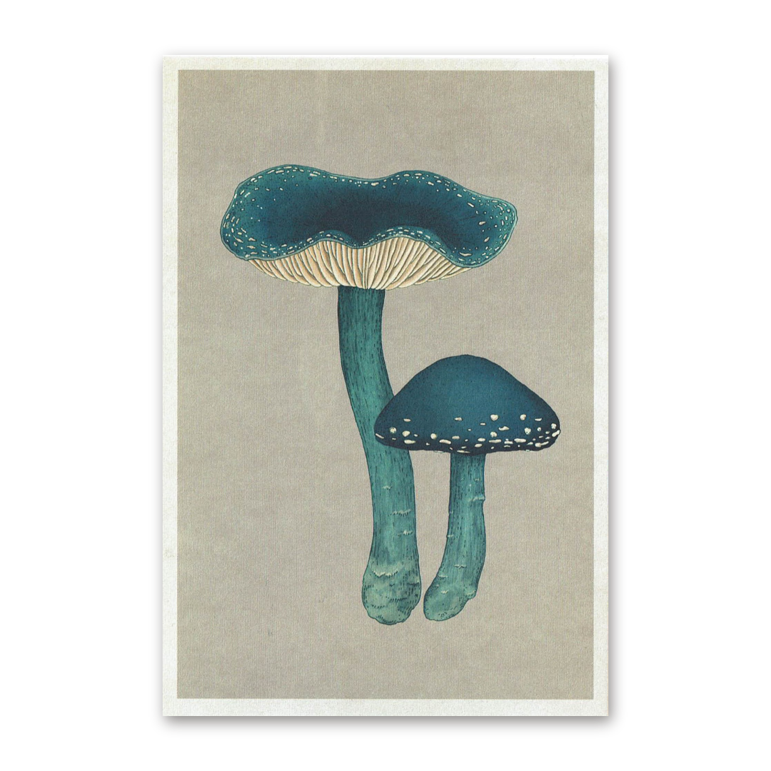 Postcard Fungarium, Katie Scott