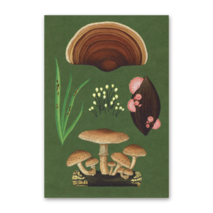 Postcard Fungarium, Katie Scott