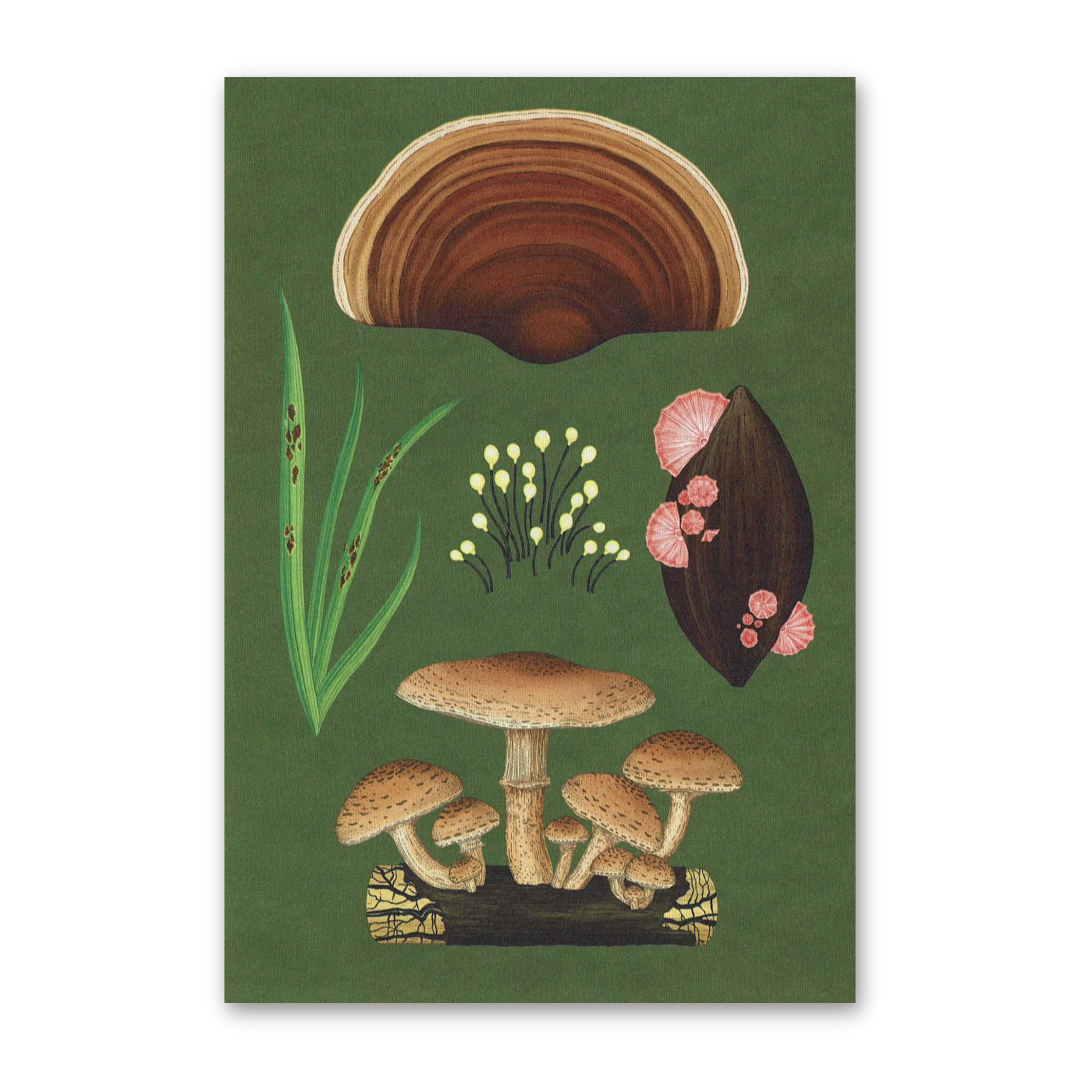 Postcard Fungarium, Katie Scott