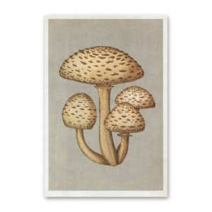 Postcard Fungarium, Katie Scott