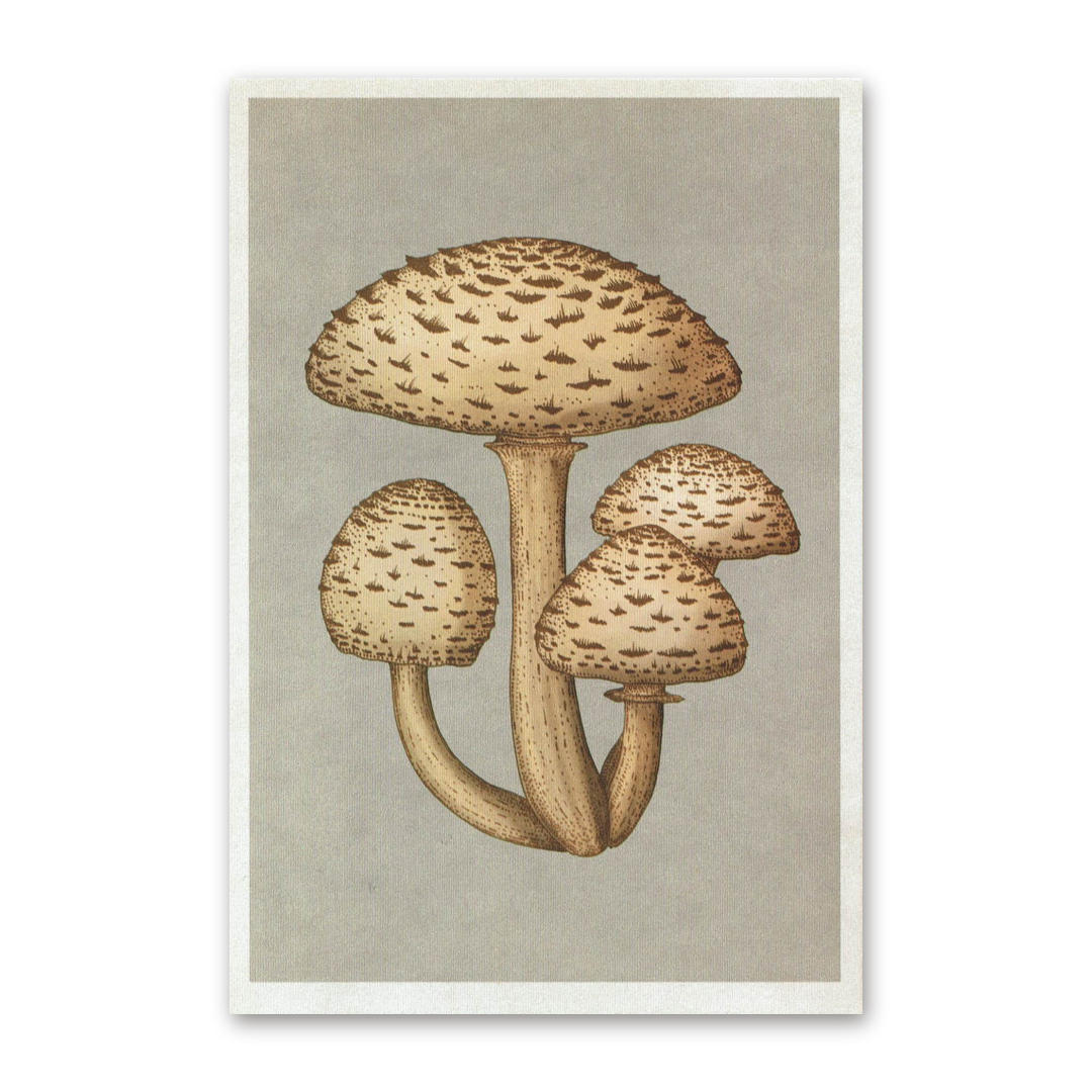 Postcard Fungarium, Katie Scott