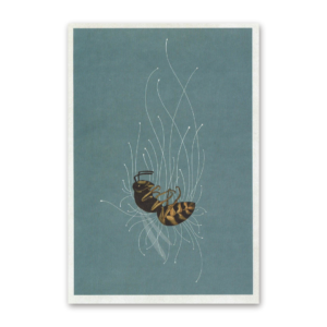 Postcard Fungarium, Katie Scott