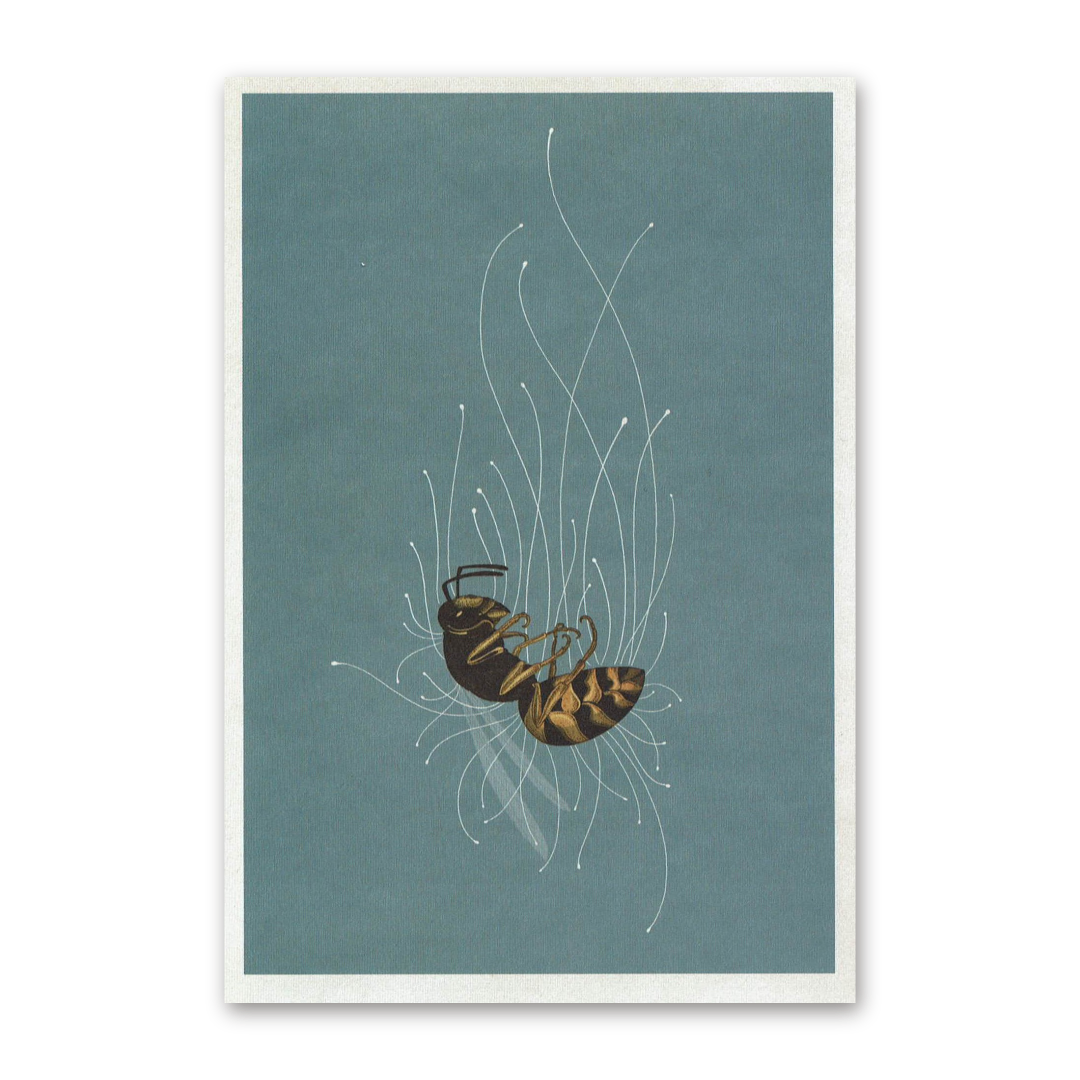 Postcard Fungarium, Katie Scott