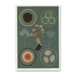 Postcard Fungarium, Katie Scott