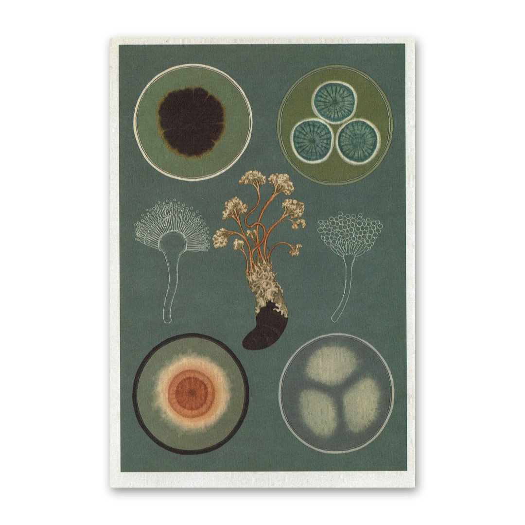 Postcard Fungarium, Katie Scott