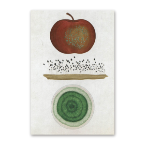 Postcard Fungarium, Katie Scott