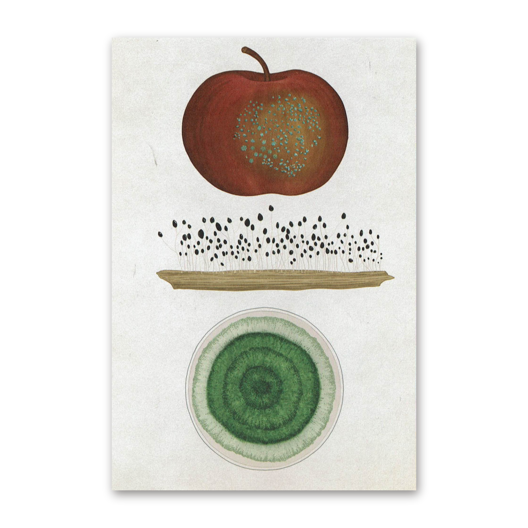 Postcard Fungarium, Katie Scott