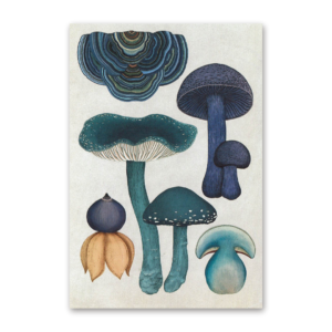 Postcard Fungarium, Katie Scott