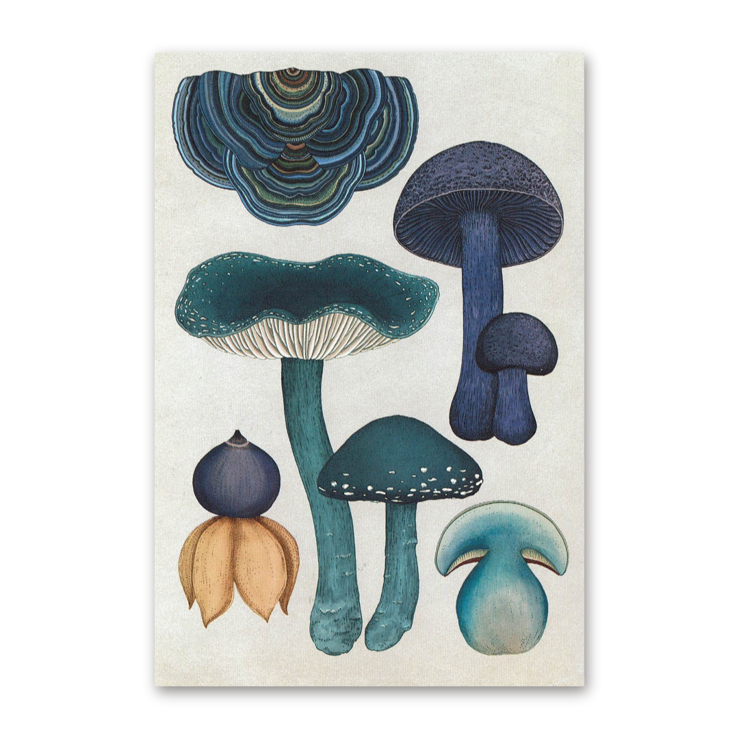 Postcard Fungarium, Katie Scott