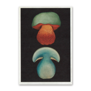 Postcard Fungarium, Katie Scott