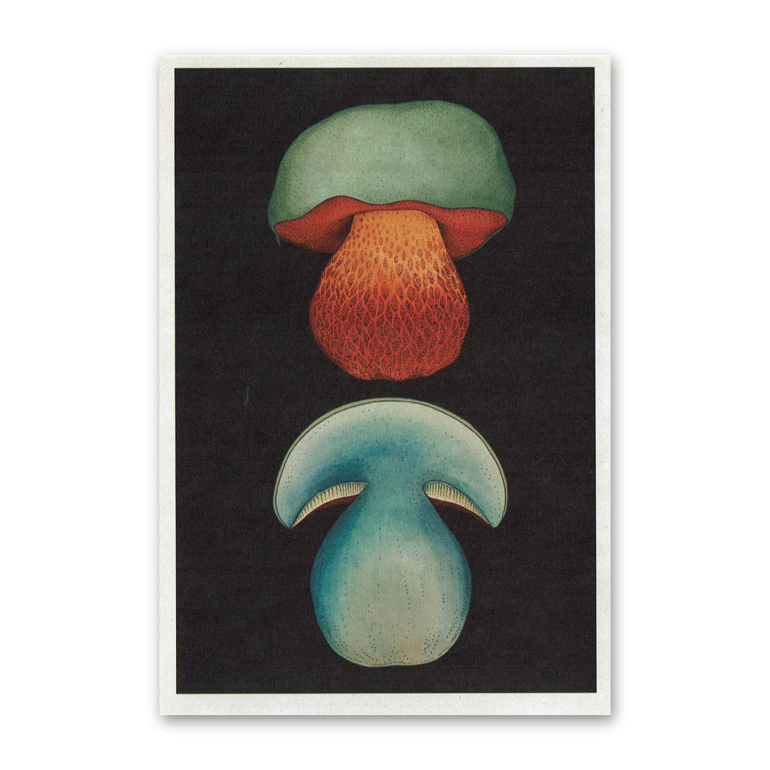 Postcard Fungarium, Katie Scott