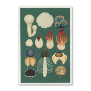 Postcard Fungarium, Katie Scott