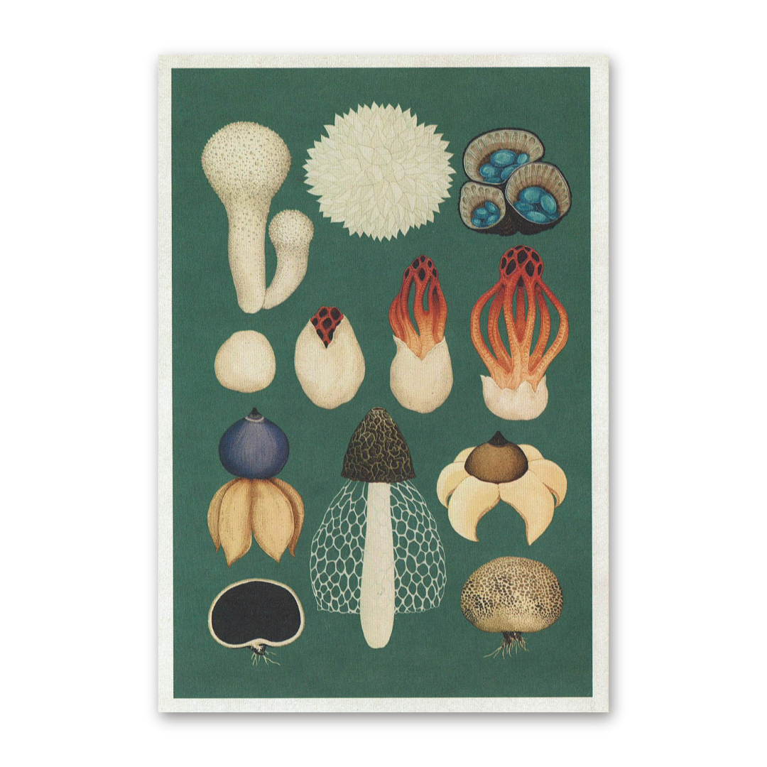 Postcard Fungarium, Katie Scott