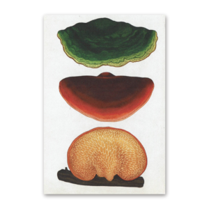 Postcard Fungarium, Katie Scott