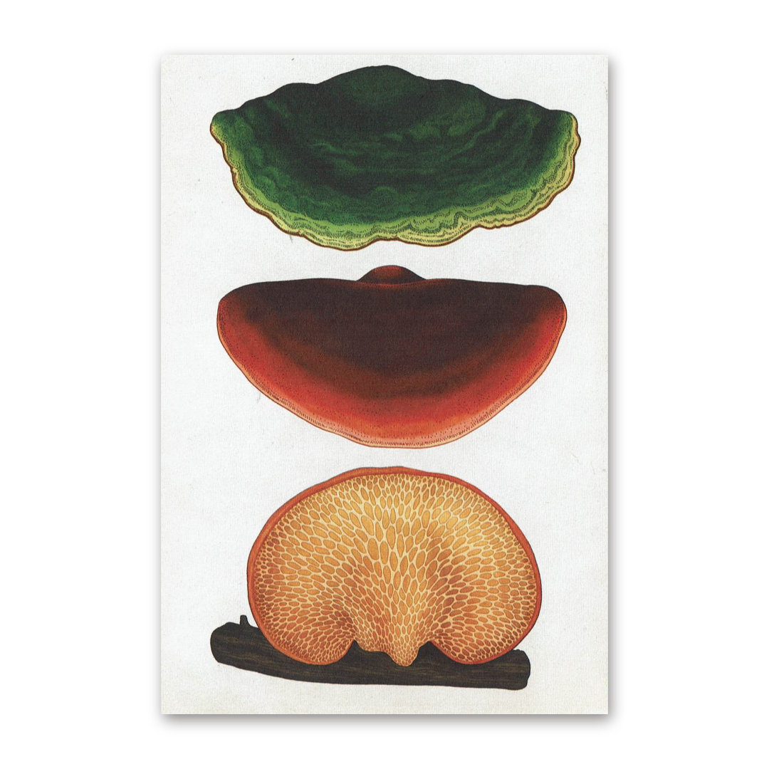 Postcard Fungarium, Katie Scott
