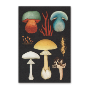 Postcard Fungarium, Katie Scott