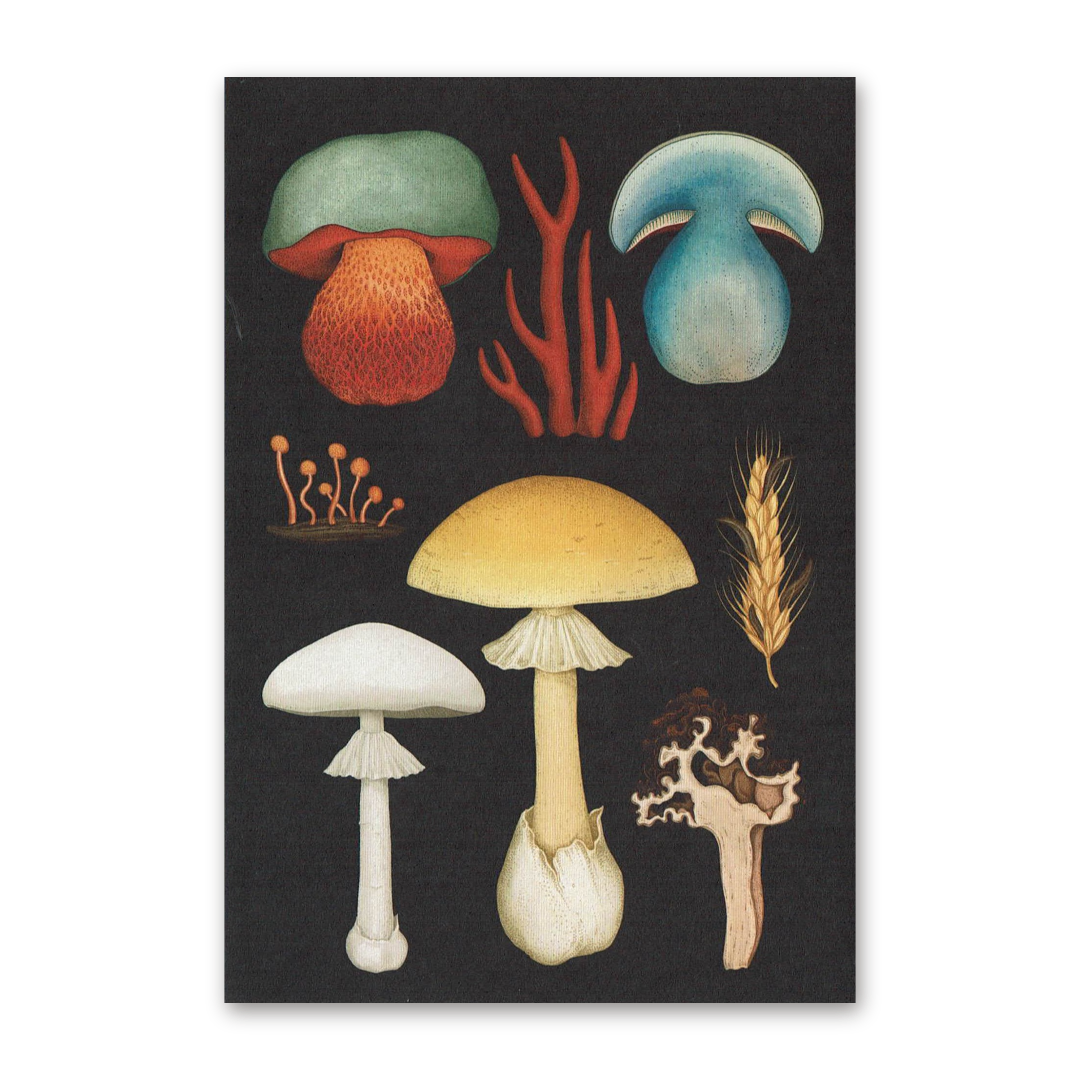 Postcard Fungarium, Katie Scott