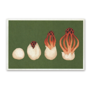 Postcard Fungarium, Katie Scott