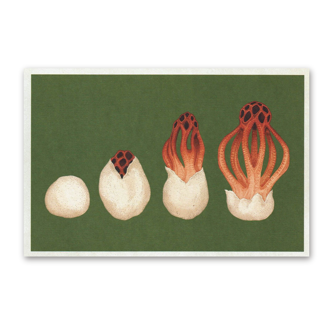 Postcard Fungarium, Katie Scott
