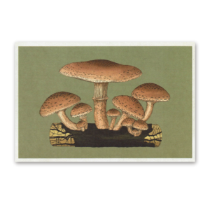 Postcard Fungarium, Katie Scott