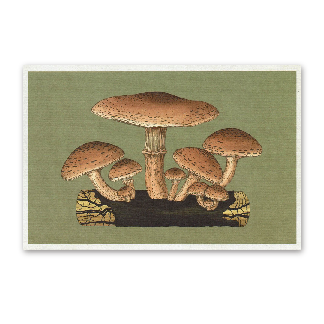 Postcard Fungarium, Katie Scott