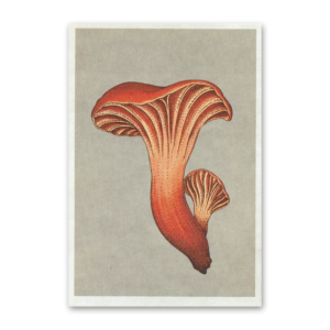 Postcard Fungarium, Katie Scott