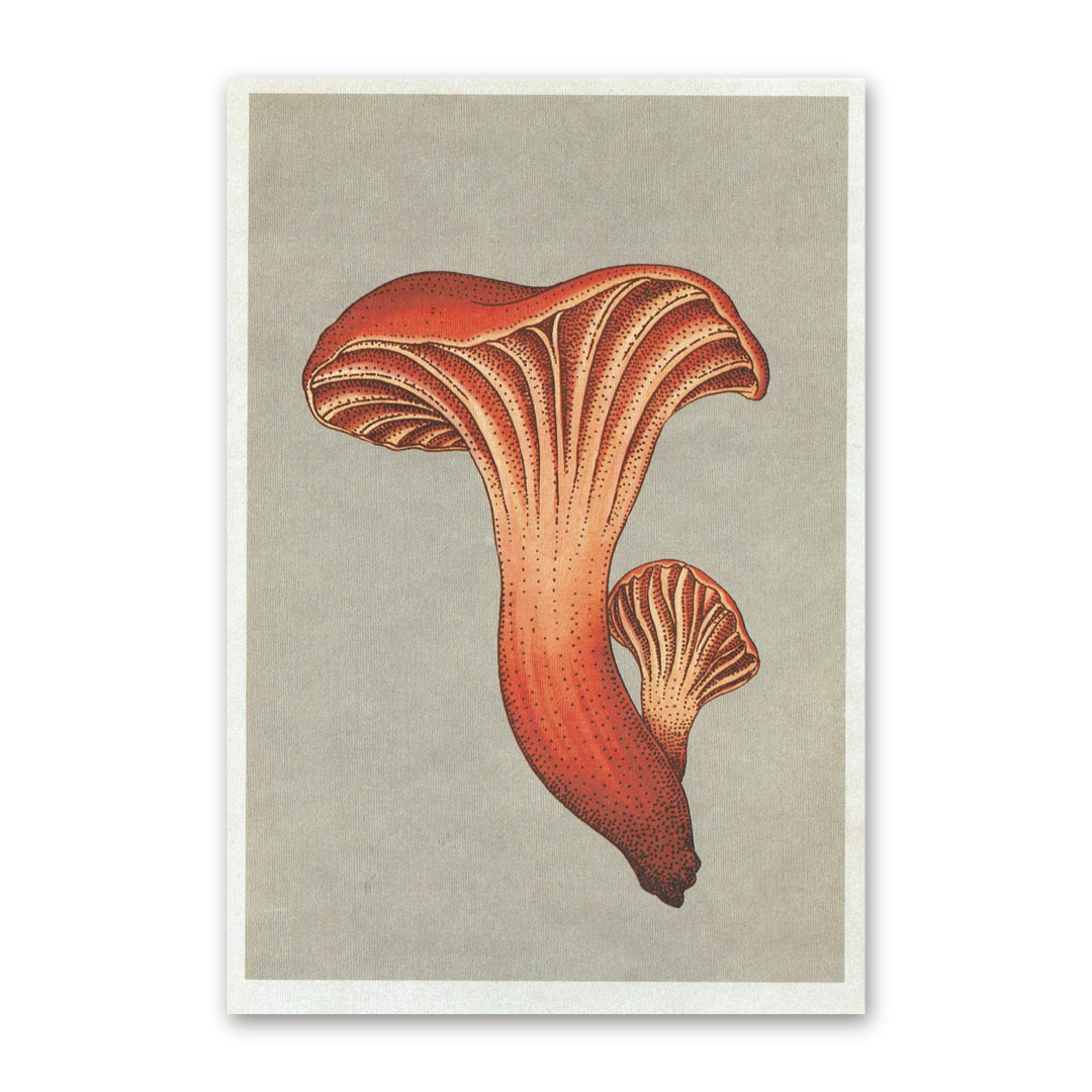 Postcard Fungarium, Katie Scott