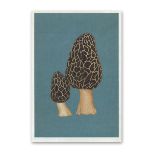 Postcard Fungarium, Katie Scott