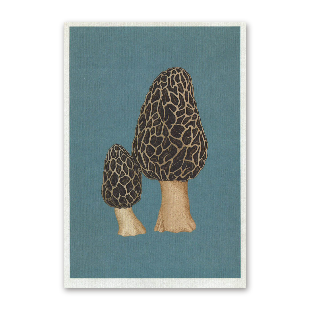 Postcard Fungarium, Katie Scott