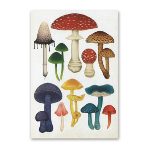 Postcard Fungarium, Katie Scott
