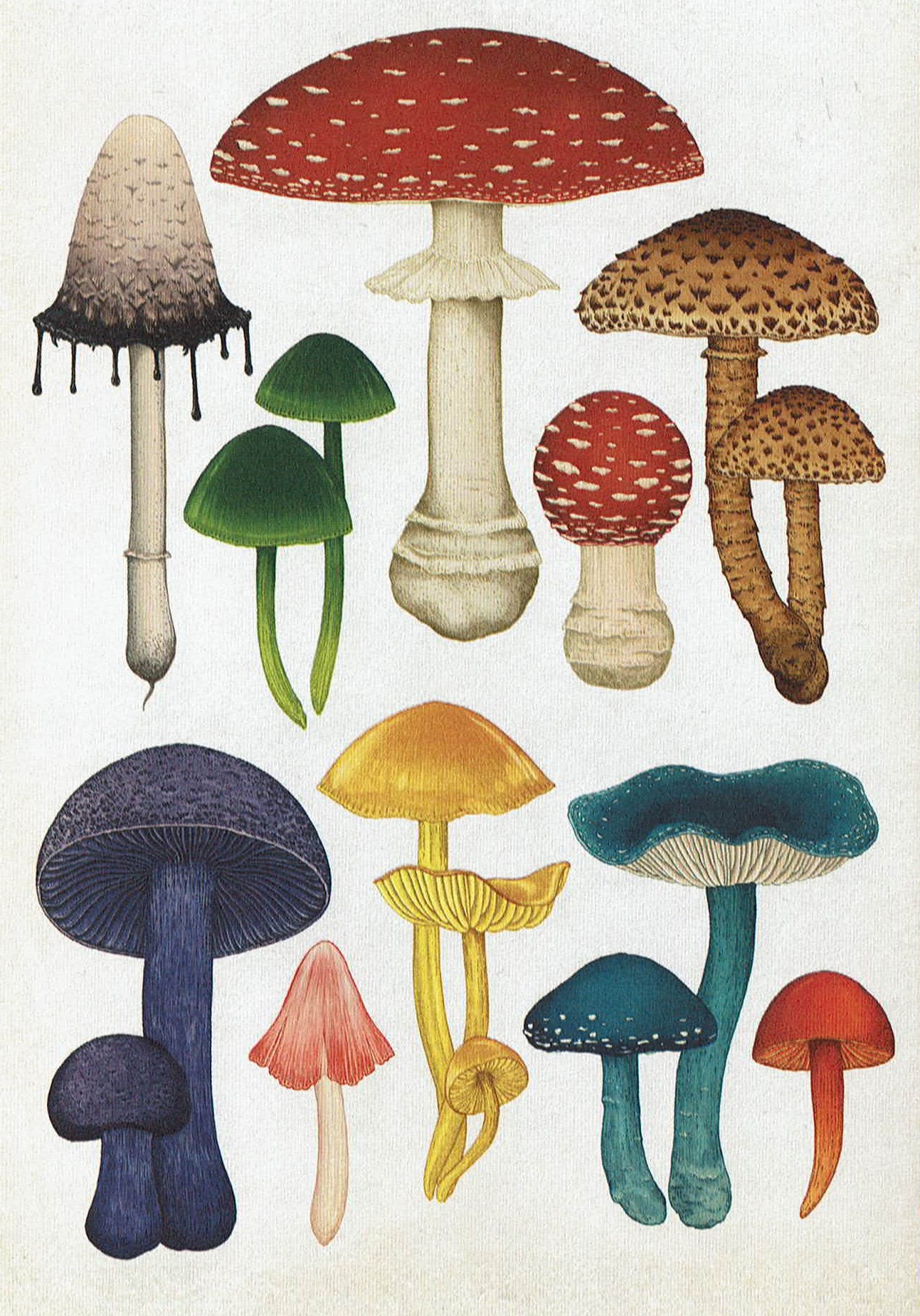 31