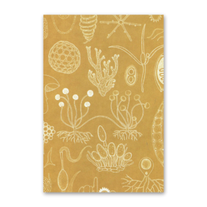Postcard Fungarium, Katie Scott