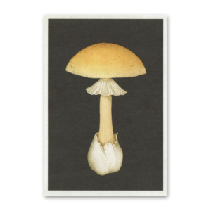 Postcard Fungarium, Katie Scott