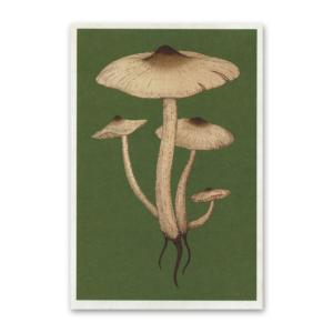 Postcard Fungarium, Katie Scott