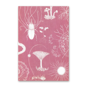 Postcard Fungarium, Katie Scott