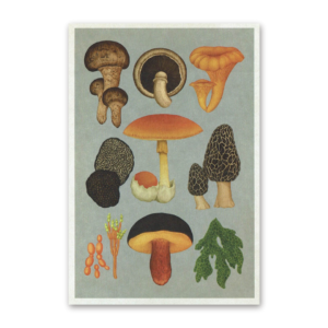 Postcard Fungarium, Katie Scott