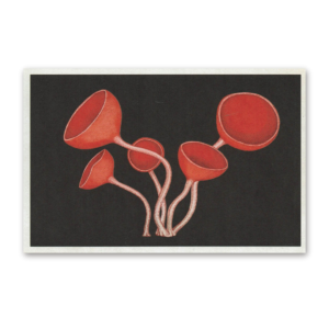 Postcard Fungarium, Katie Scott