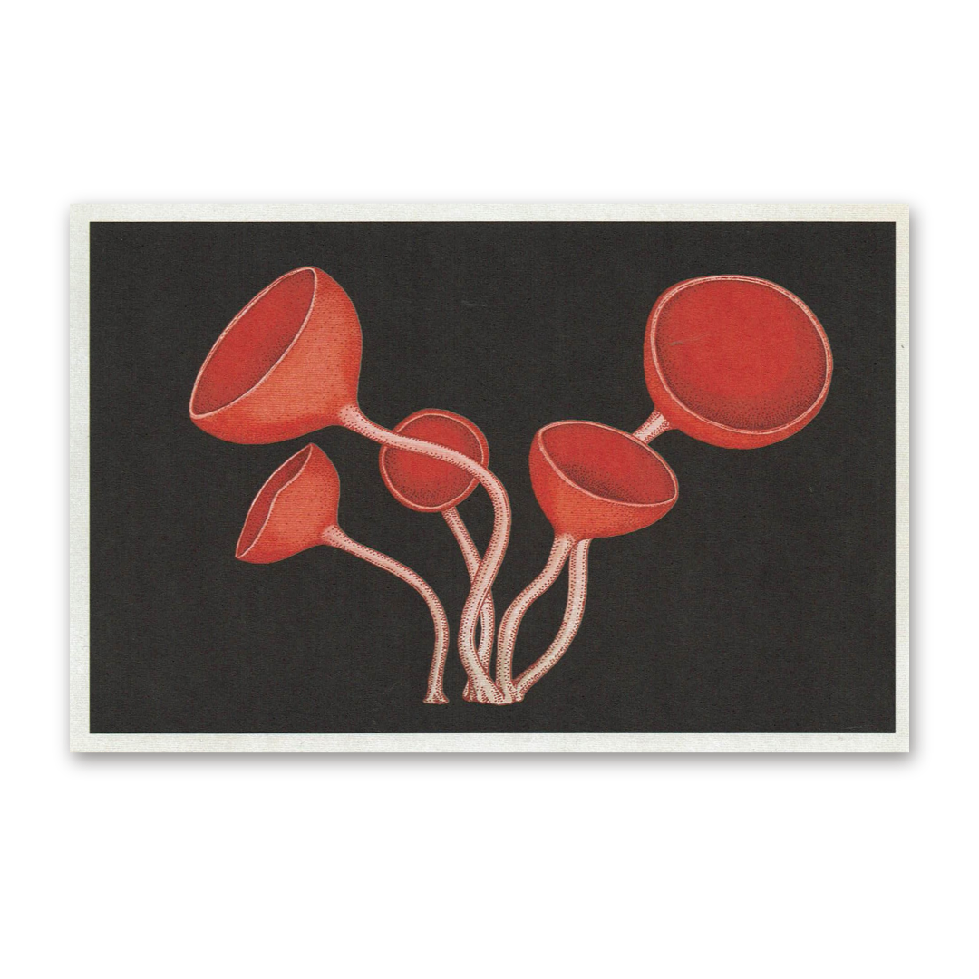 Postcard Fungarium, Katie Scott