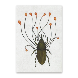 Postcard Fungarium, Katie Scott
